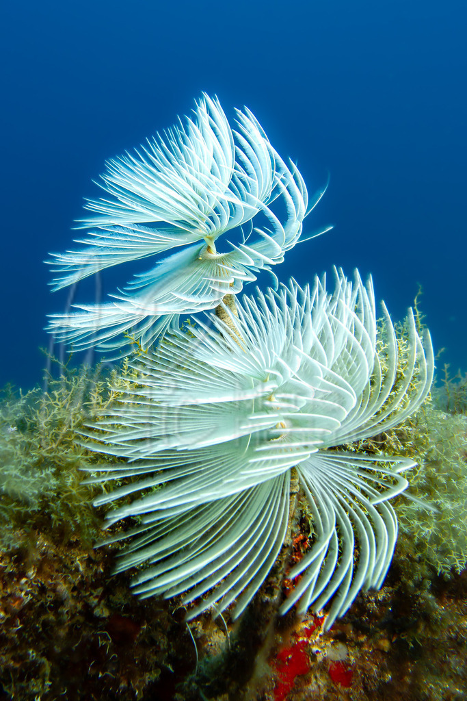 Sabella spalanzanii | Cat: Espirògraf, palmereta; Cast: Plumero de mar; Eng: European fan worm; Fr: Spirographe; It: Ombrella di mare; De: Schraubensabelle - Realisiert mit Pictrs.com