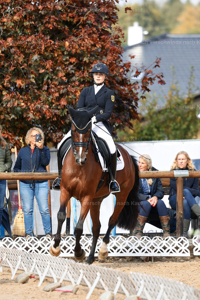 07-003-DRESSUR  S___  -StoibPH-5071 | working equitationturnier fotograf videograf stoibphotography marixx film working equitation deutschland reitsport turnierfotografie eventfotografie equestrian events