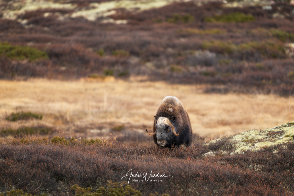 Der Blick zurück | Andre Wandrei - Nature Artworx - Realisiert mit Pictrs.com