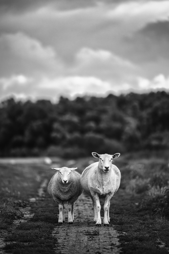 2025_08_02_HETLINGER SCHANZE_MCP0339 sw | Hochwertig gedruckte Fotografien für die Wand, als Kalender und zum Verschenken. Hamburg & Norddeutschland und überall wo ich mit der Kamera unterwegs war.