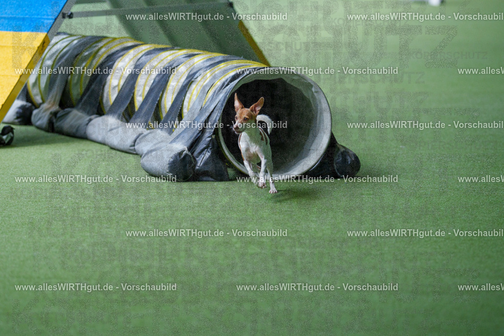 @allesWIRTHgut_Tierfotografie - www.allesWIRTHgut.de - 2604251255-7R503056 | Professionelle Tierfotografie in Mönchengladbach von Daniel Wirth (allesWIRTHgut). Liebevolle & natürliche Bilder von Hunden & Katzen für unvergessliche Erinnerungen.