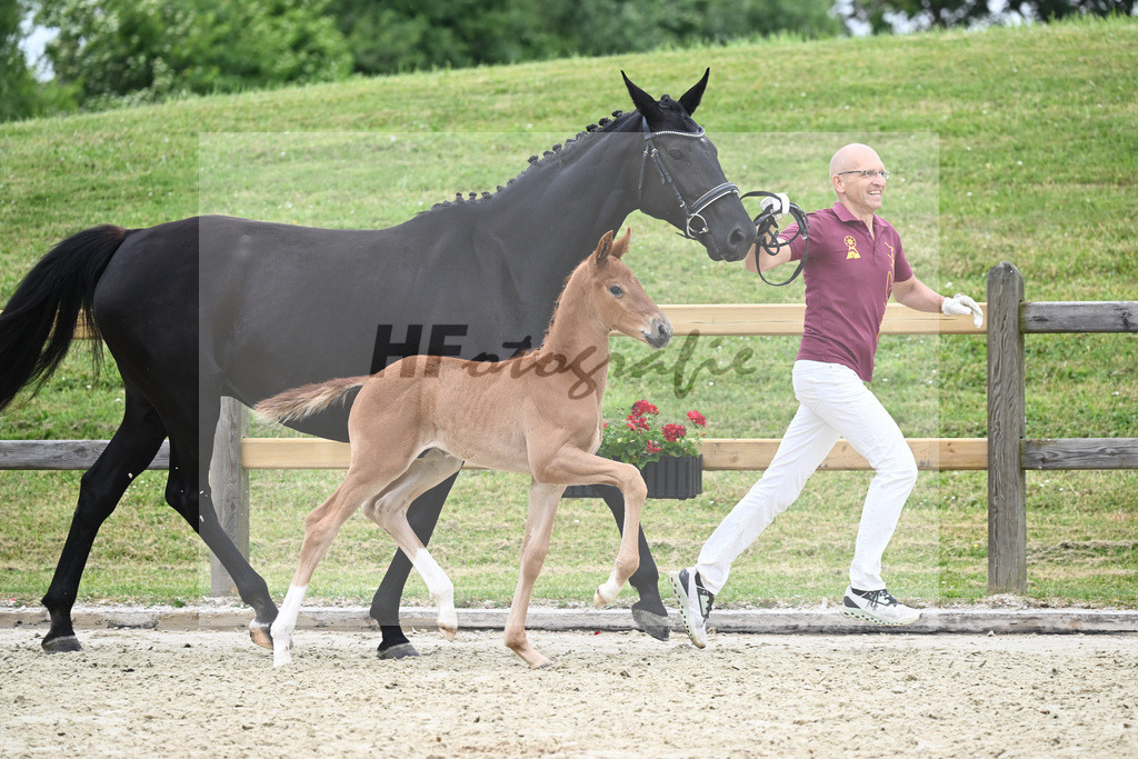 Kat-Nr. 41 HF DSP Va Bene_Lechl_17230927 | hf-fotografie - Realizzato con Pictrs.com