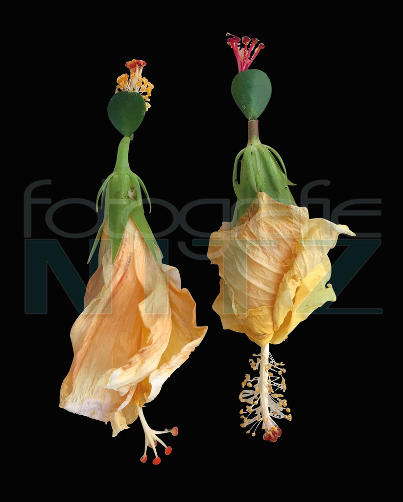 70 | Nitz Fotografie aus Montabaur bietet Ihnen hier die Möglichkeit Bilder auszusuchen und zu bestellen. 