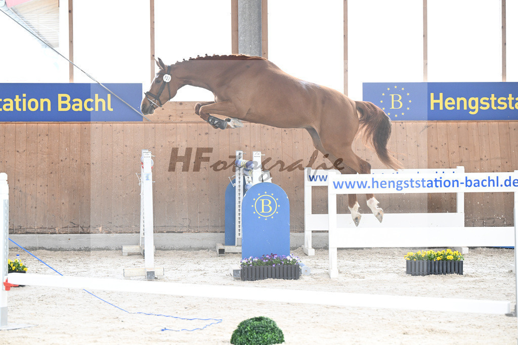 Kat-Nr. 57 Zauberwald v. Talent Charboniere_Bray_5250399 | hf-fotografie - Realisiert mit Pictrs.com