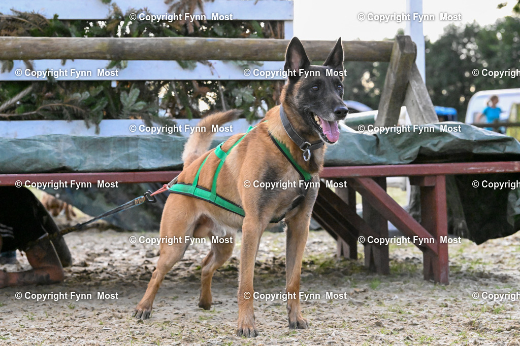 DSC_3585 | Hallo und herzlich Willkommen auf meiner Shop-Seite Fynn Most.

Ich wünsche Dir viel Spaß beim stöbern durch die Bilder, wenn Du Fragen hast oder Bilder vermisst, kannst du mir gerne eine Nachricht schreiben. - Realisiert mit Pictrs.com