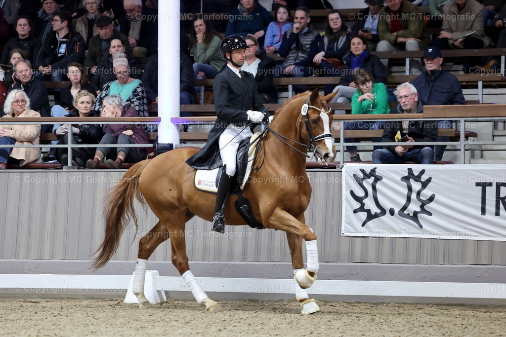 Hengstsch.u.Körung 28.02.-01.03.26Muenster-GiulianiMCTierf.9C8A4792B | Pferdefotos online bestellen - Realisiert mit Pictrs.com