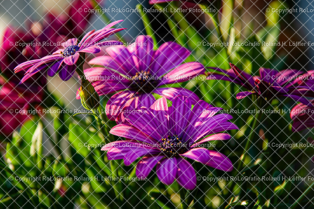 Regenzeigendes Kapkörbchen_Dimorphotheca pluvialis (L.) Moench_Familie-Asteraceae | Regenzeigendes Kapkörbchen Dimorphotheca pluvialis (L.) Moench Aus der Familie der Asteraceae - Realisiert mit Pictrs.com