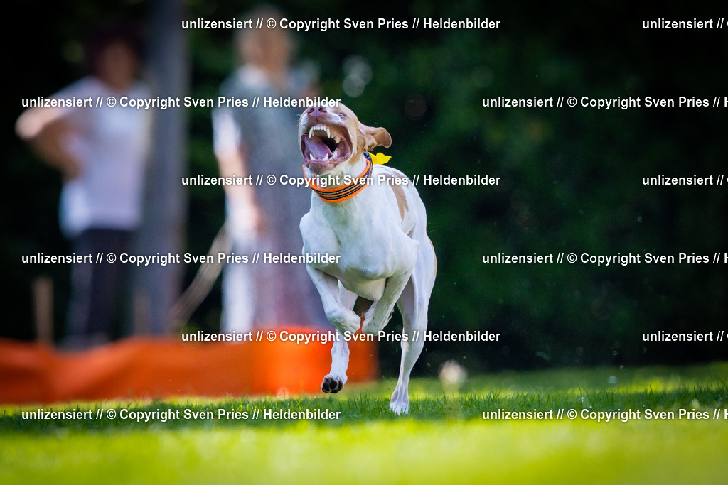 Sven Pries | 2025-08-10 - Hunderennen Durlach - Realisiert mit Pictrs.com