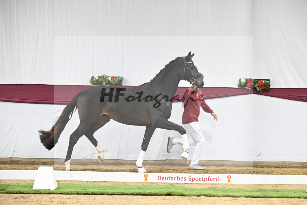 Kat-Nr. 105 Floricello x Sir Donnerhall_Frieder Heilemann_47253526 | hf-fotografie - Realisiert mit Pictrs.com