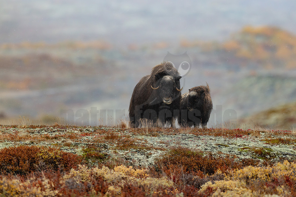 R5M26695_20260920 | Dieses Bild zeigt ein erwachsenes Moschusochsenweibchen (Ovibos moschatus) mit ihrem Jungtier in der weiten, herbstlichen Tundra Norwegens. Die Tiere stehen auf einem mit Flechten und niedrigem Buschwerk bewachsenen Boden, der in warmen Rostrot-, Braun- und Grüntönen leuchtet. Leichter Regen oder Schneefall ist in der Luft erkennbar, was die rauen Bedingungen ihres Lebensraums unterstreicht. Moschusochsen sind bekannt für ihr extrem dichtes Fell, das sie vor den eisigen Temperaturen der Arktis schützt. Sie leben in Herden und ernähren sich von Gräsern, Moosen und Flechten. Ihr Verhalten, hier ruhig stehend und in die Kamera blickend, ist typisch für ihre Gelassenheit, solange sie sich nicht bedroht fühlen. - Realisiert mit Pictrs.com