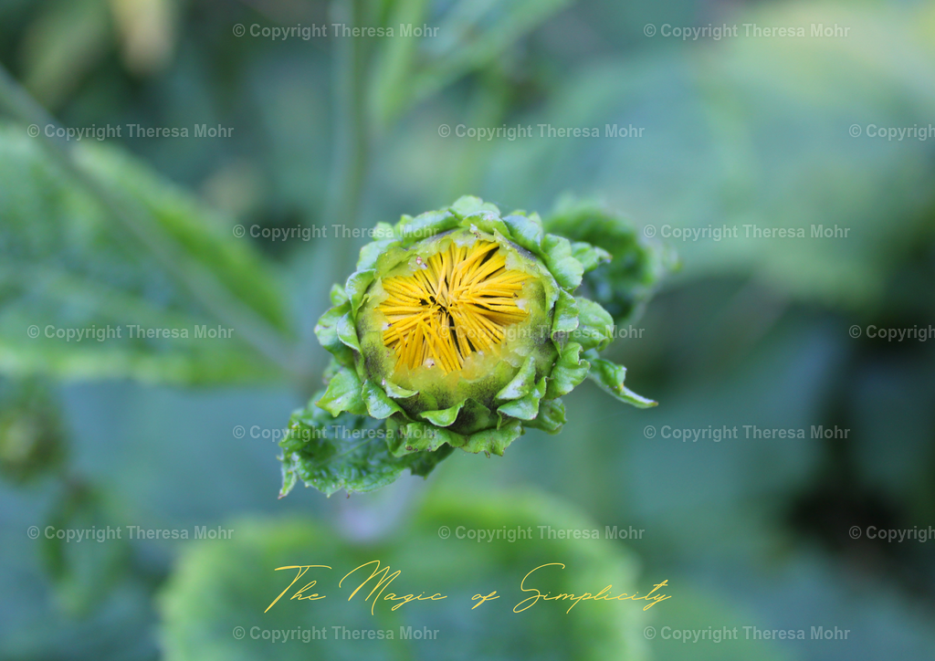 The Magic of Simplicity - Gelbe Blüte  | Naturpuls - Realisiert mit Pictrs.com