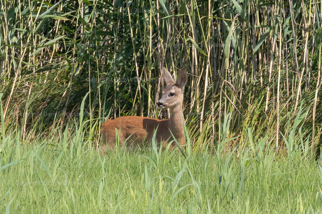 201714 | Tierfotografie, Tierkalender, Tierbilder, Insekten, Spinnen, Vögel, Schmetterling, Libellen, Leinwand, Colorkey, Qualität, Geschenkartikel, Geschenk - Realisiert mit Pictrs.com