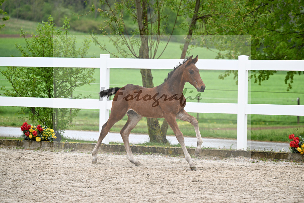 Kat-Nr. 43 HF Chacco Blue x Quo Vadios I_Schoenherr_23261542 | hf-fotografie - Realisiert mit Pictrs.com