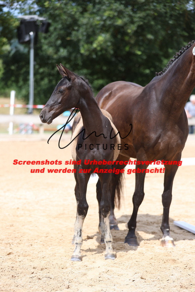 Fohlenschau_Schwäbisch_Hall_dressurbetonte_Fohlen_KN 10_10 | lmwpictures - Realisiert mit Pictrs.com
