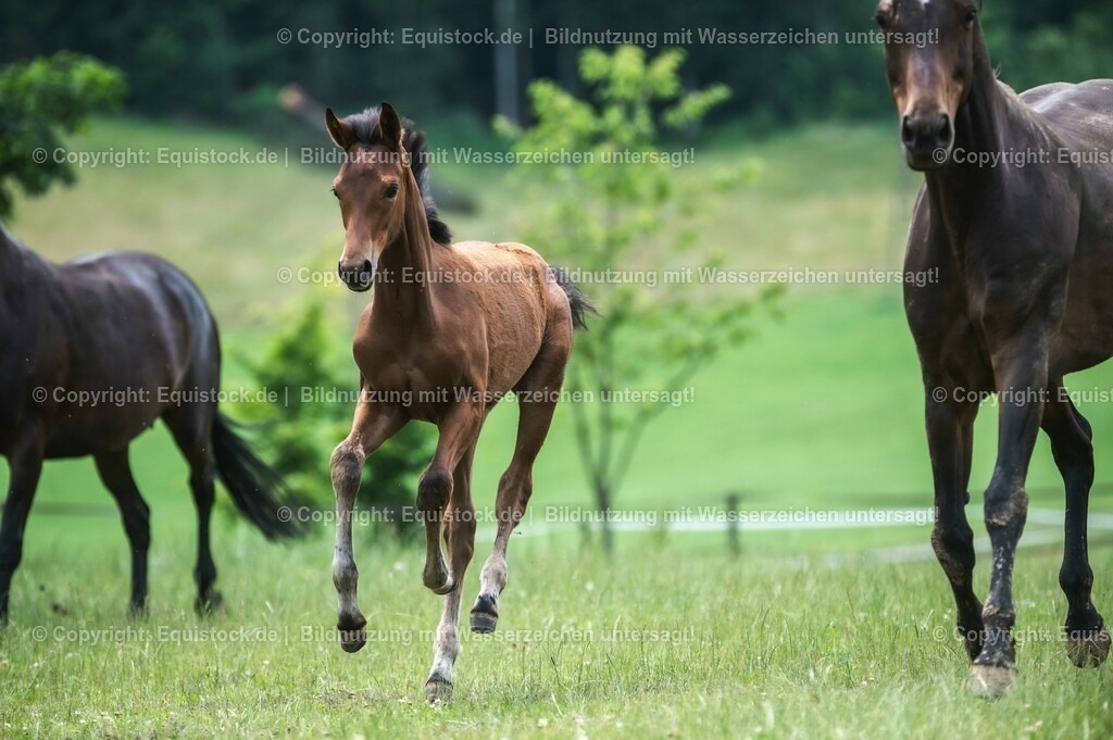 20210623_Fohlen_0445 | Foto: Thomas Hartig