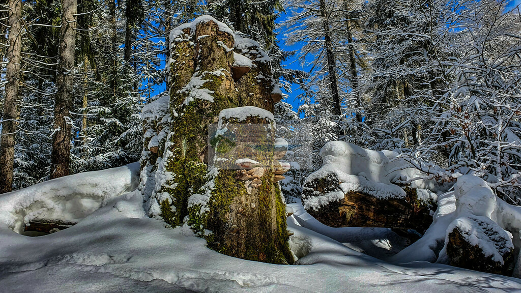 Platte Winter | Impressionen rund um Hochfranken - Frankenwald - Fichtelgebirge - Realisiert mit Pictrs.com