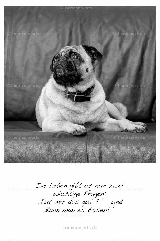 PK_Zitate_10x15_BW-109 | Photo Foto Kunst Art schwarzweiss Bilder Rheine Münster Berlin Blumen 