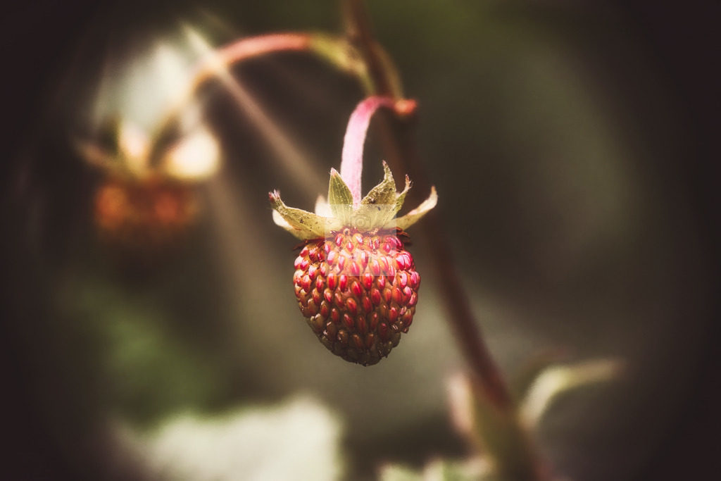 Makro - floral (41) | Buche Fotoshootings und entdecke hochwertige Fotoprodukte bei Mathias Ku Photos. Personalisiert, kreativ & mit Liebe zum Detail. Jetzt informieren! - Realisiert mit Pictrs.com