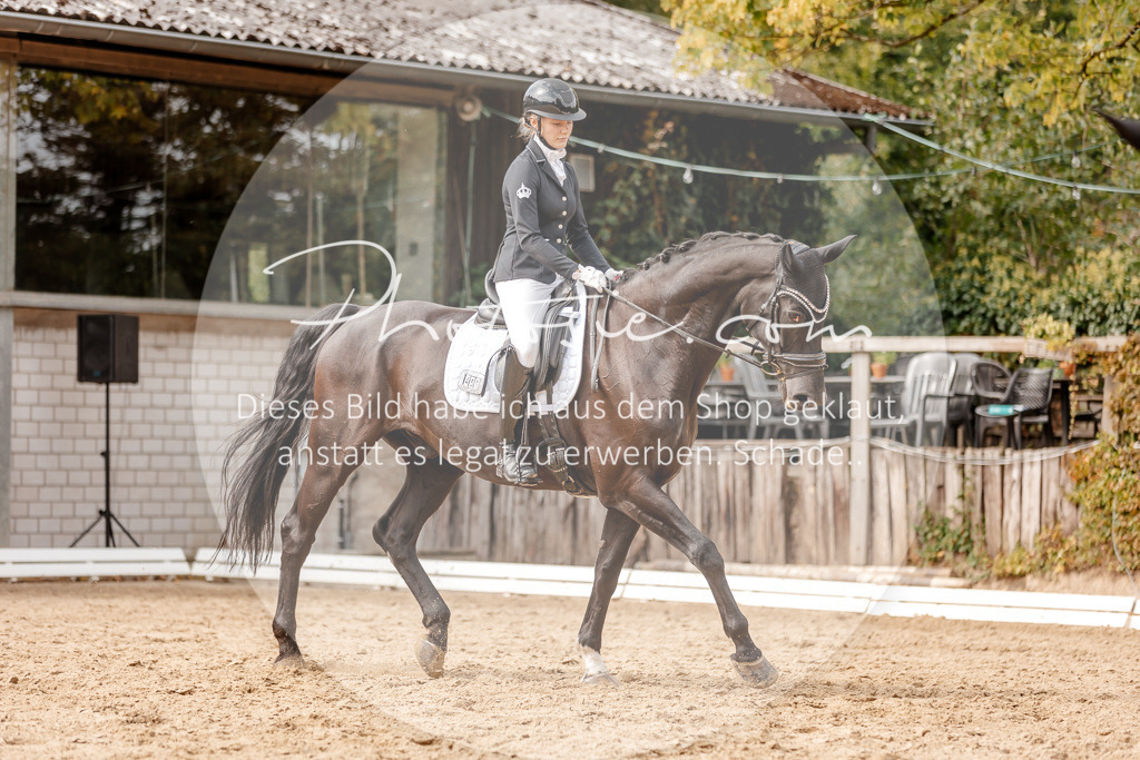 3I6A4114 | Stimmungsvolle Portraits und Reitsportfotografie im Ruhrgebiet und im Münsterland.

Pferdefotografie, Hundefotografie, Tierfotografie, Reportagen, Portraits von Tier und Mensch, Turnierfotografie in Bochum, Recklinghausen, Marl, Haltern am See, Dülmen.. - Realisiert mit Pictrs.com