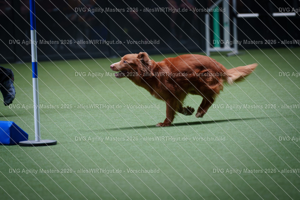 allesWIRTHgut_Tierfotografie-DVG_Agility_Masters_2026-12_35-7R502584 | Professionelle Tierfotografie in Mönchengladbach von Daniel Wirth (allesWIRTHgut). Liebevolle & natürliche Bilder von Hunden & Katzen für unvergessliche Erinnerungen.
