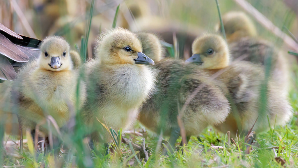 Wandbild - Frühlingszauber: Küken im Gras | Dieses herzerwärmende Bild zeigt eine Gruppe von flauschigen Küken, die neugierig und aufmerksam in einer grünen Wiese stehen. Die kleinen, gelblichen Küken sind eng beieinander, ihre zarten Federn scheinen in der weichen Morgensonne zu leuchten. Im Vordergrund ist das Gras leicht unscharf, was den Fokus auf die niedlichen Küken lenkt und die Szene noch idyllischer erscheinen lässt. Der Hintergrund ist ebenfalls verschwommen, was die sanfte und friedliche Atmosphäre des Frühlingsmorgens betont. Diese Aufnahme fängt die Unschuld und den Neuanfang des Frühlings perfekt ein, indem sie die zarten Momente des jungen Lebens zeigt.