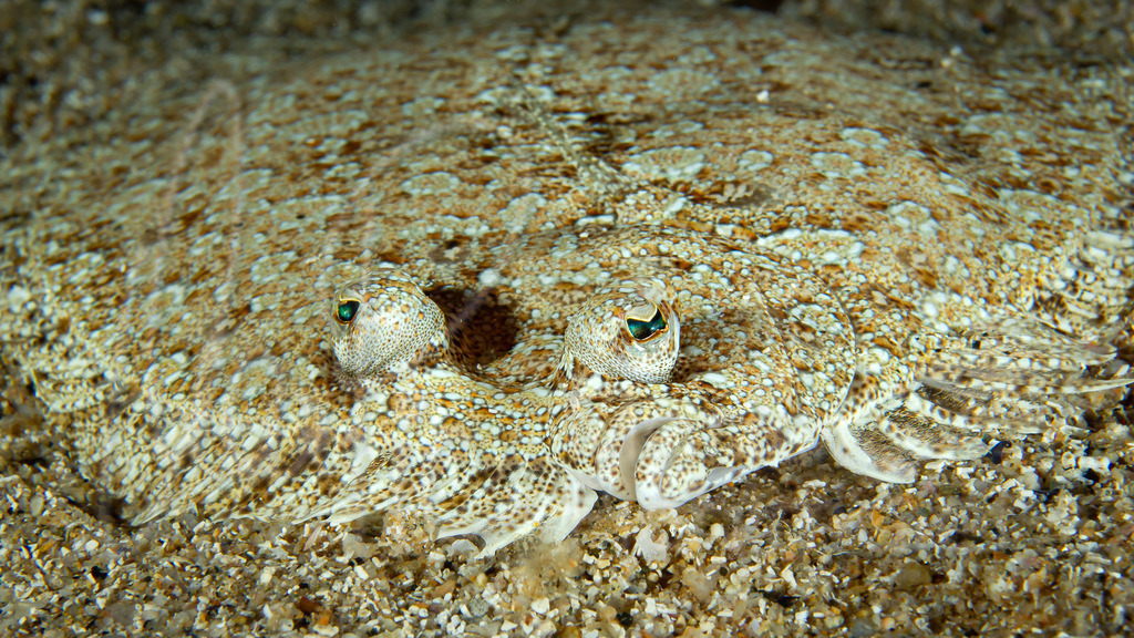 Bothus podas podas | Weitäugiger Butt / Cast: Podas. Ang: Wide-eyed flounder. Fr: Rombou podas - Realisiert mit Pictrs.com
