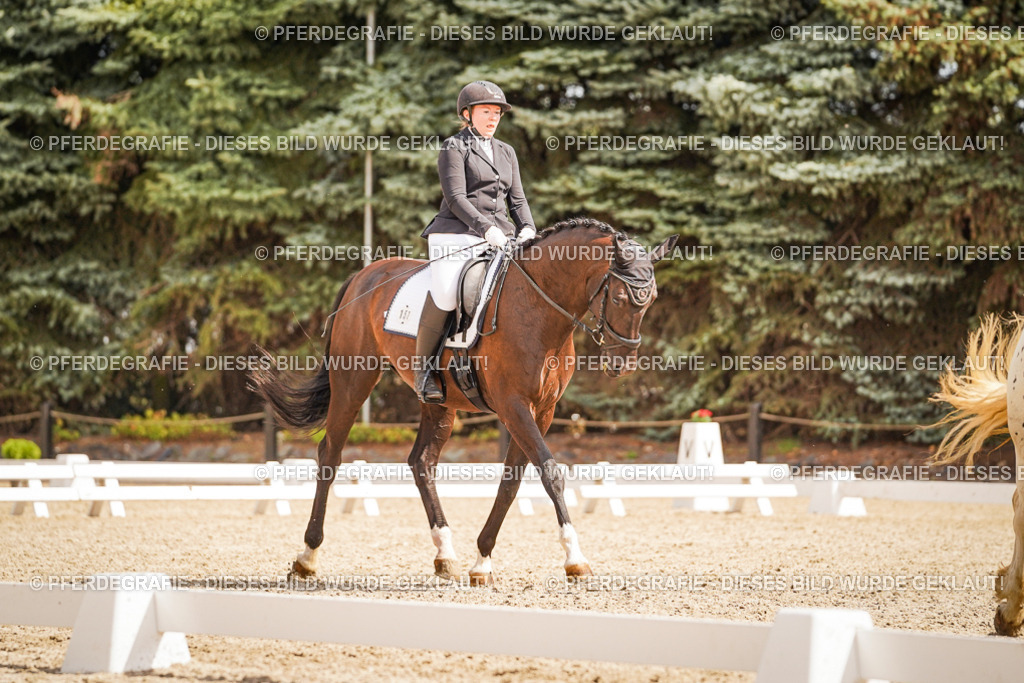 DSC01514 | Pferdegrafie