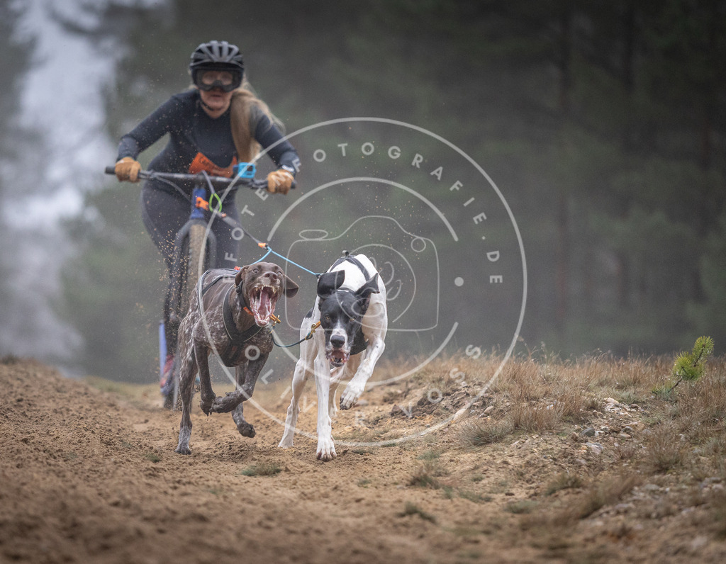 Pfotenfotografie_DV3A0814 | Hundefotografie, Tierfotograf, Pfotenfotografie, Fotoshooting Hund, Hunde Portrait, Hundesport, Hundeportraits, Heideshooting, Hunde, Sportfotograf, Hundefotograf, Turnierhundsport, THS,  - Realisiert mit Pictrs.com