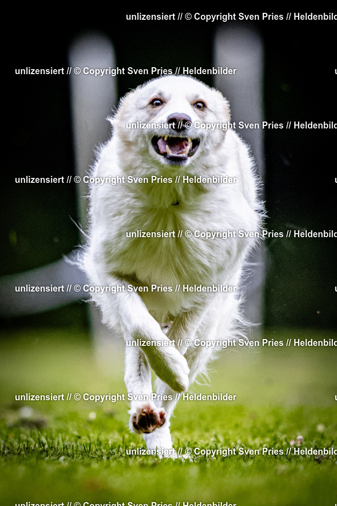 Sven Pries | 2025-10-03 - Hunderennen Obergrombach - Realisiert mit Pictrs.com