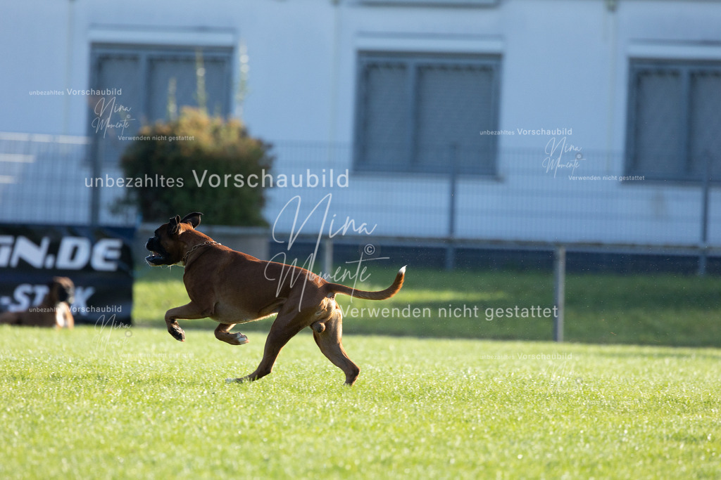 _16A6208 | Einzigartige Fotos von Hunden & Menschen –Actionfotos, Portraits, Vereinsaufnahmen & Paarshootings – authentisch, lebendig & mit Herz.