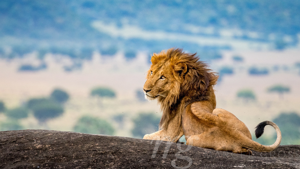 a beautiful male lion on top of a Kopje in Ugandas remote Kidepo Valley National Park | a beautiful male lion on top of a Kopje in Ugandas remote Kidepo Valley National Park. this images reminds me of the Lion King movie. - Realisiert mit Pictrs.com