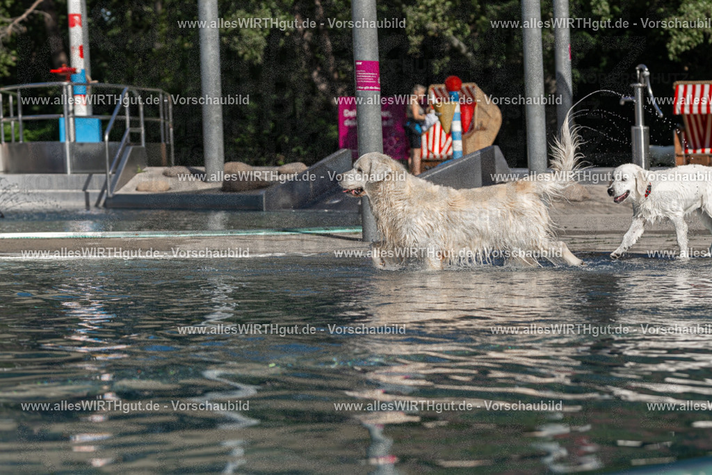 Hundeschwimmen_Volksbad_2026-allesWIRTHgut_Tierfotografie-2609061059-FAY06083 | Professionelle Tierfotografie in Mönchengladbach von Daniel Wirth (allesWIRTHgut). Liebevolle & natürliche Bilder von Hunden & Katzen für unvergessliche Erinnerungen.