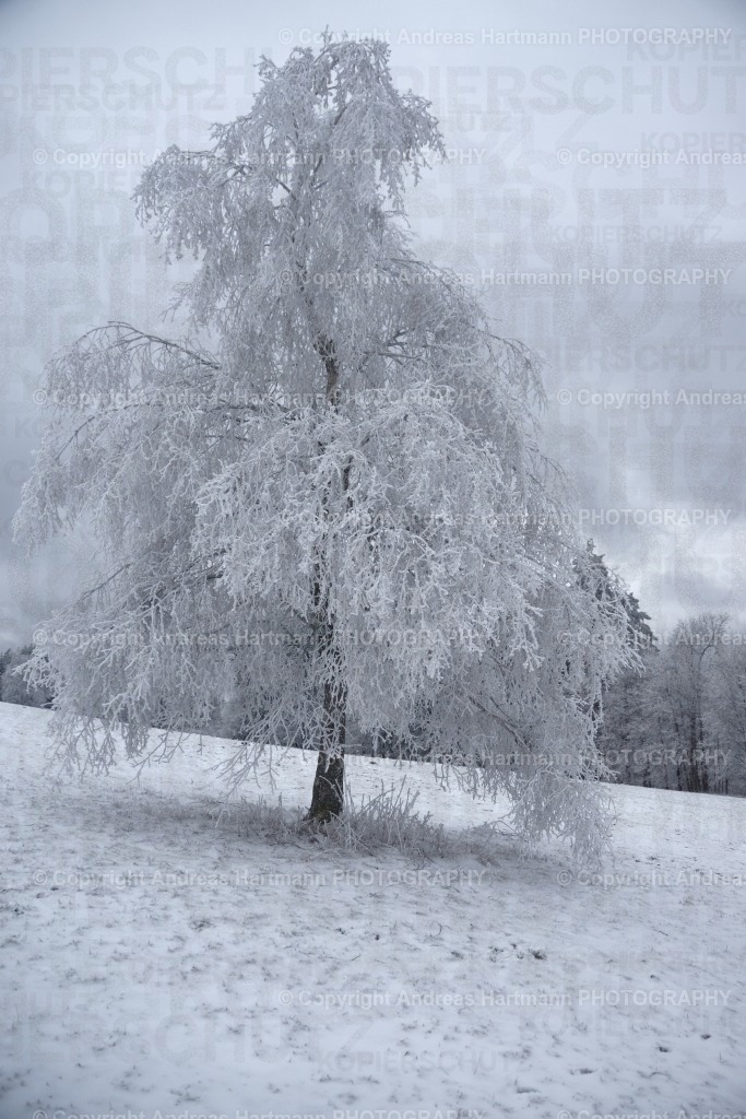 Birke mit Raureif | Birke mit Raureif - Realisiert mit Pictrs.com