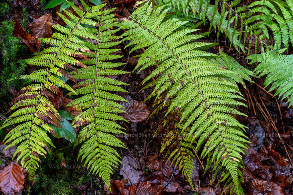 Farn Strukturen | im Wald - Realisiert mit Pictrs.com