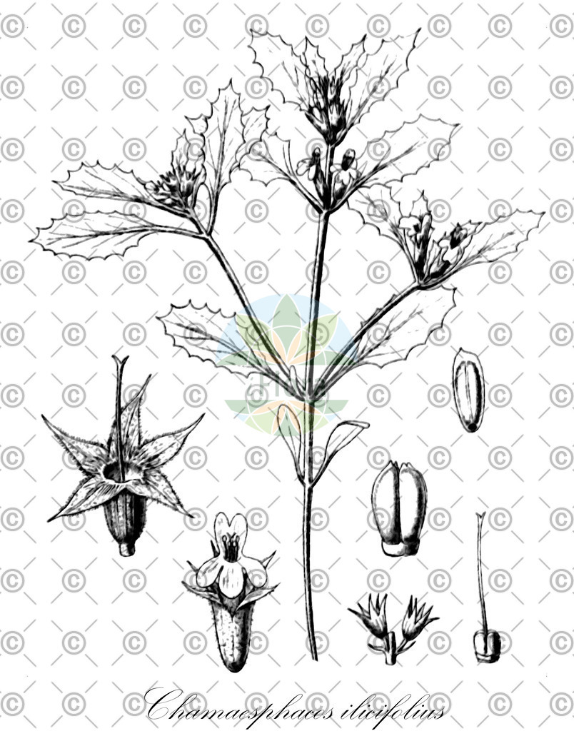 HistAbb_wfo-0000840507_1_ENZY_Simple | Historische Abbildung von Chamaesphacos ilicifolius - Lamiaceae | Historical Illustration of Chamaesphacos ilicifolius - Lamiaceae