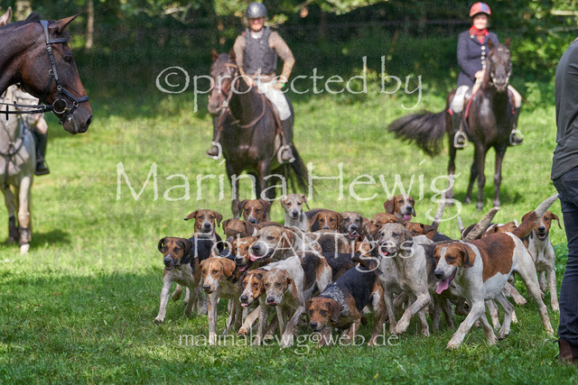 09-23 Jagd Perdöl_MCH0387_Marina Hewig | Fotografie, FotoArt, PferdesportArt, Pferdesportfotografie, Landschaftsfotografie, Reisefotografie, Reise, Pferde - Realisiert mit Pictrs.com