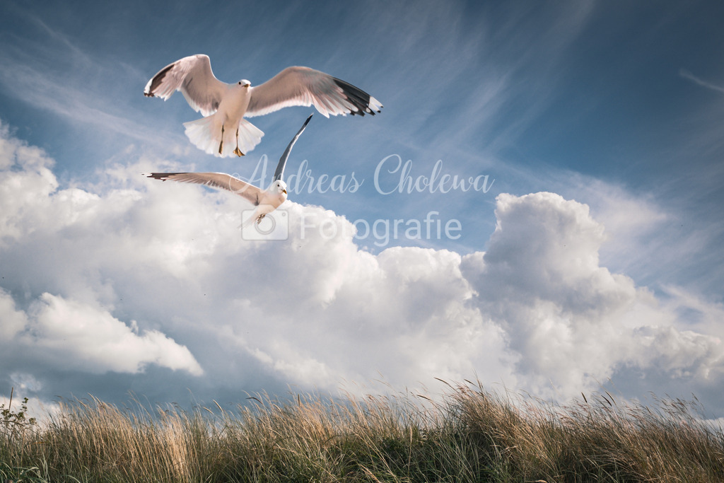 Möwen auf Fehmarn | Der Onlineshop für malerische Fotografien aus dem Landkreis Vechta✅ Premium Druck auf Leinwand✅ Acryl✅ oder Alu-Dibond✅➤Jetzt Bestellen! - Realisiert mit Pictrs.com