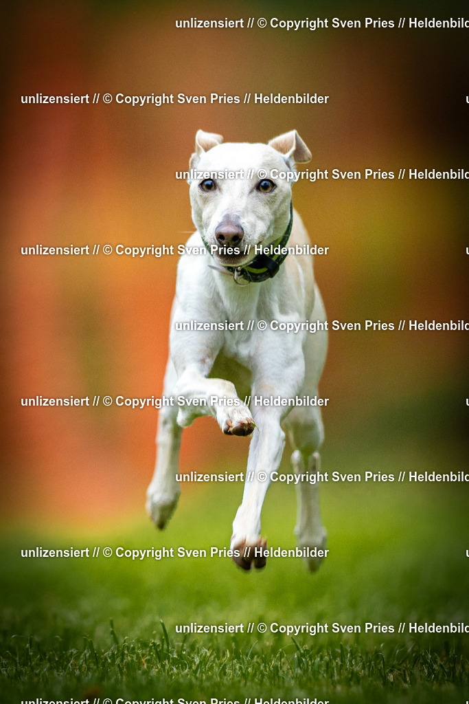 Sven Pries | 2025-09-21 - Hunderennen Baden-Oos - Realisiert mit Pictrs.com