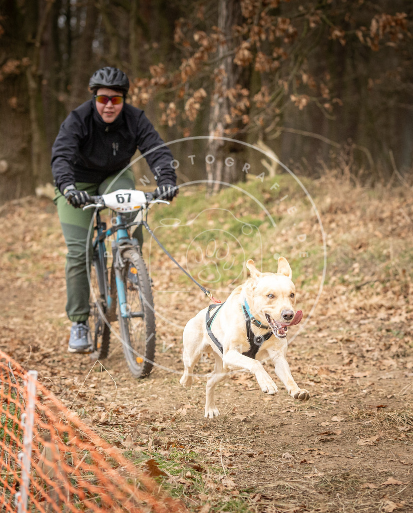 Pfotenfotografie_DV3A3433 | Hundefotografie, Tierfotograf, Pfotenfotografie, Fotoshooting Hund, Hunde Portrait, Hundesport, Hundeportraits, Heideshooting, Hunde, Sportfotograf, Hundefotograf, Turnierhundsport, THS,  - Realisiert mit Pictrs.com