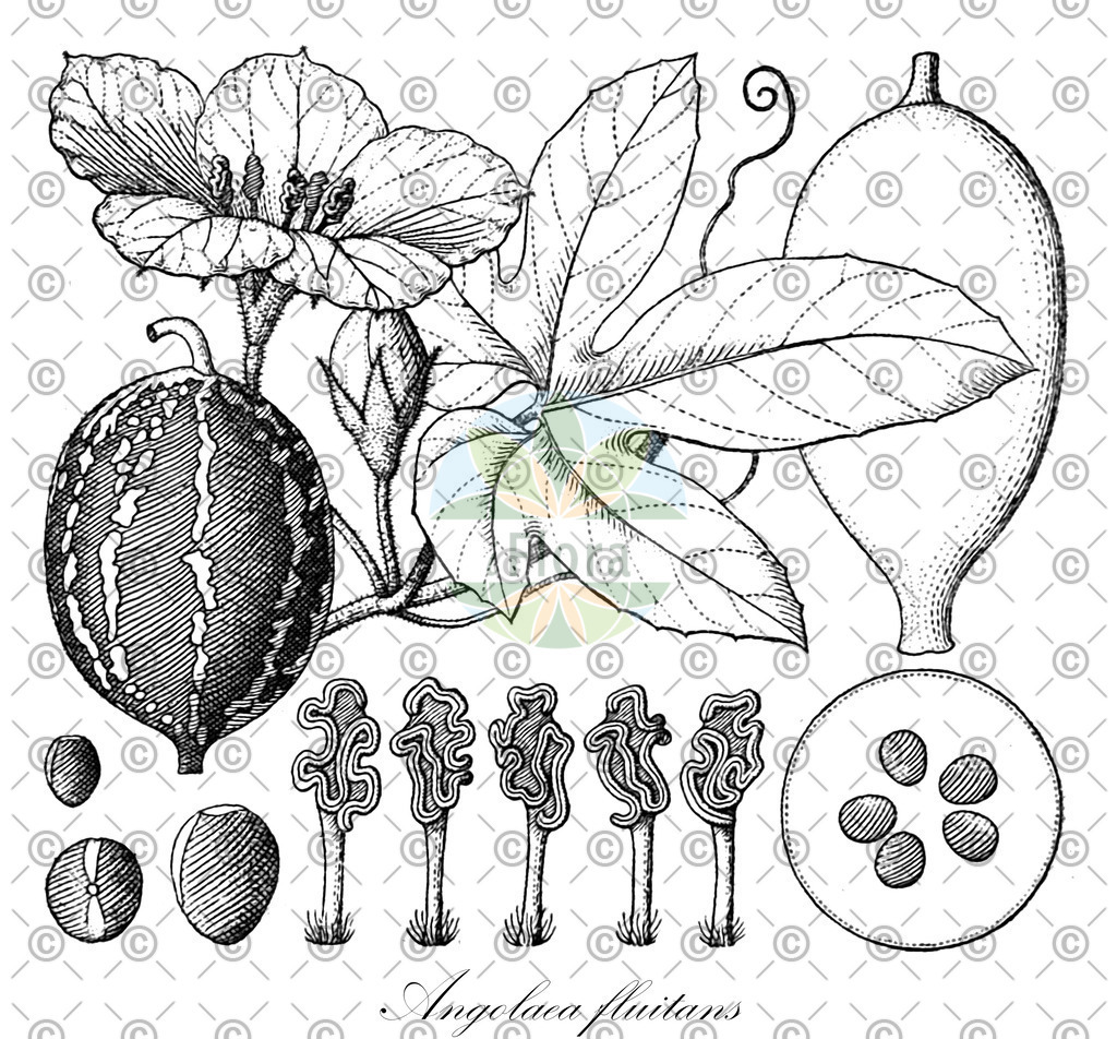 HistAbb_wfo-0000536542_192_ENZY_Simple | Historische Abbildung von Angolaea fluitans - Podostemaceae | Historical Illustration of Angolaea fluitans - Podostemaceae