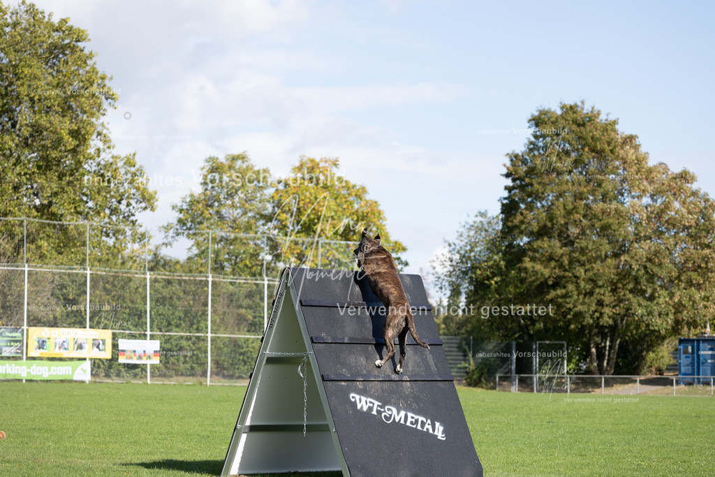 _16A6991 | Einzigartige Fotos von Hunden & Menschen –Actionfotos, Portraits, Vereinsaufnahmen & Paarshootings – authentisch, lebendig & mit Herz.