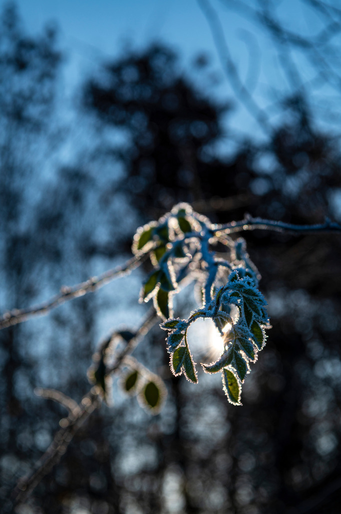 2022_12_17_HETLINGER-SCHANZE_MCP6230 | Hochwertig gedruckte Fotografien für die Wand, als Kalender und zum Verschenken. Hamburg & Norddeutschland und überall wo ich mit der Kamera unterwegs war.