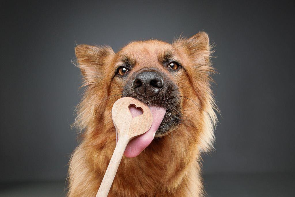 Hundefotografie im Professionellen Heimstudio | Hundefotografie mit professioneller Blitzanlage 