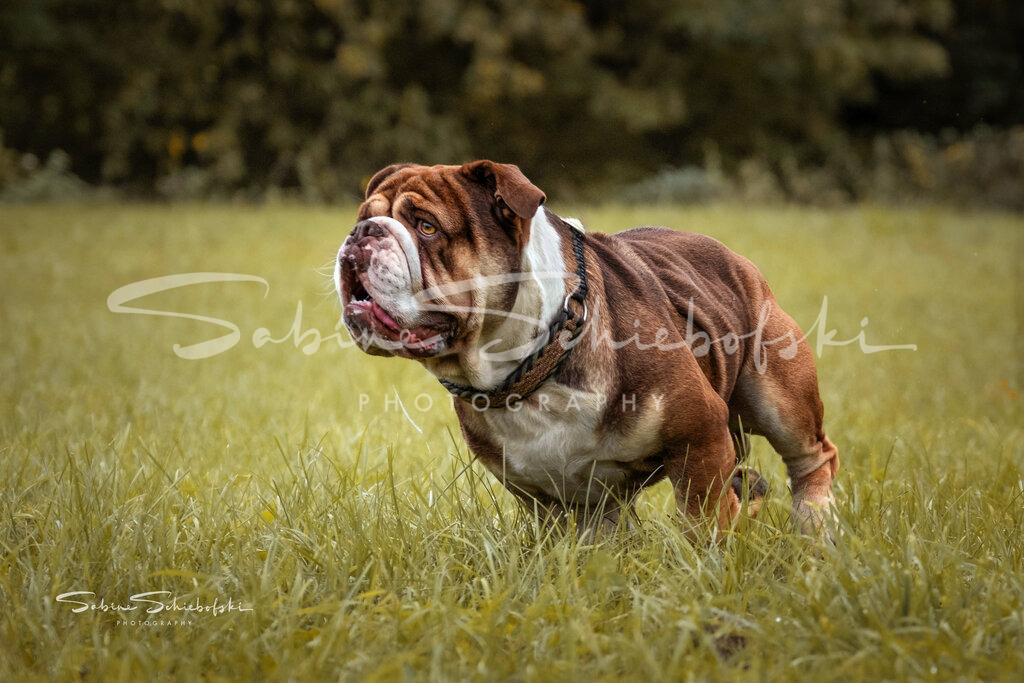 Alfred - Old English Bulldog "OEB" | People- und Tierfotografie, Imageaufnahmen, Veranstaltungsfotografie und Wandbilder aus der Natur ★ Made in Germany ✔️ Druck + Downloads ✔️ Naturfotografie in Top Qualität ★ schneller Versand, weltweite Lieferung! - Realisiert mit Pictrs.com