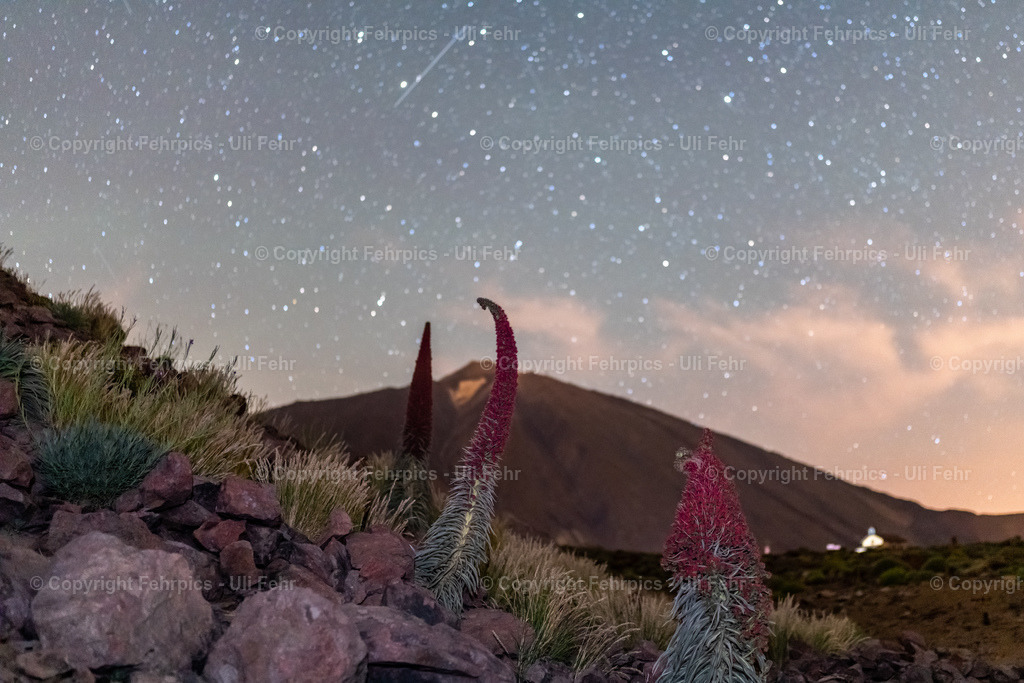 Tajinaste and Mt. Teide, Tenerife | Fehrpics - hochwertige Fotoprodukte rund um Landschaft, Natur, Sterne & Milchstraße. - Realisiert mit Pictrs.com