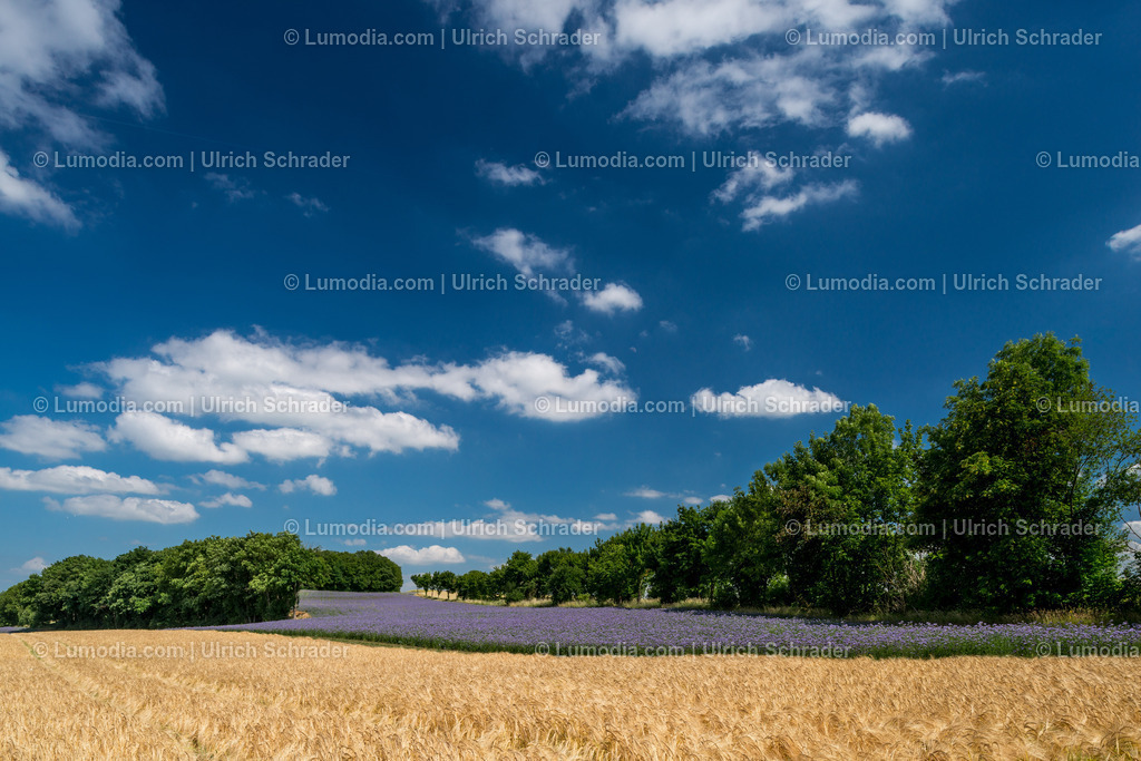 10049-6303 - Lila Felder bei Mahndorf | max. Bildgröße A2 | 300dpi | 300dpi - Realisiert mit Pictrs.com