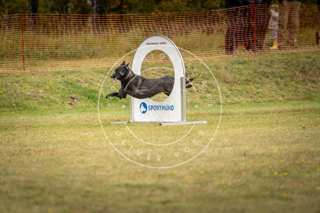Pfotenfotografie_DV3A5696 | Hundefotografie, Tierfotograf, Pfotenfotografie, Fotoshooting Hund, Hunde Portrait, Hundesport, Hundeportraits, Heideshooting, Hunde, Sportfotograf, Hundefotograf, Turnierhundsport, THS,  - Realisiert mit Pictrs.com