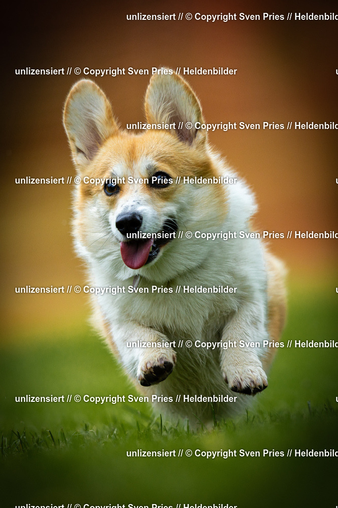 Sven Pries | 2025-09-21 - Hunderennen Baden-Oos - Realisiert mit Pictrs.com