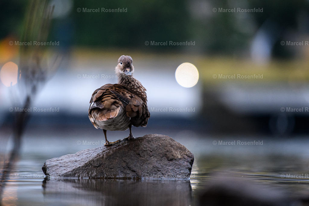 _DSC7695 | foto-rosenfeld