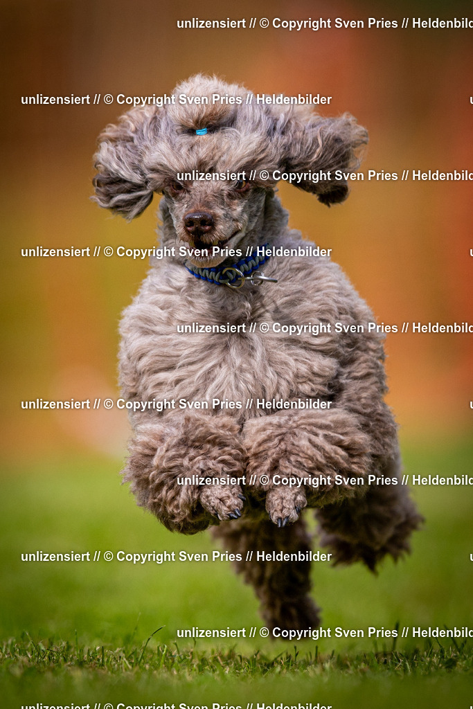 Sven Pries | 2024-09-22 - Hunderennen Baden-BadenPudelverein - Realisiert mit Pictrs.com